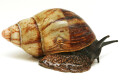 Archachatina marginata egregia Cameroon typ 2b adult, import